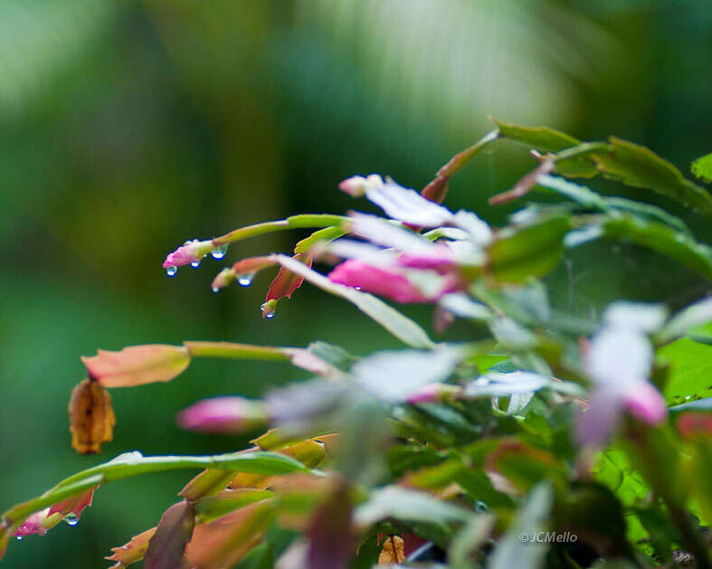 Plancia ëd Schlumbergera truncata (Haw.) Moran