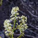 Milligania stylosa (F. Muell. ex Hook. fil.) F. Muell. ex Benth.的圖片