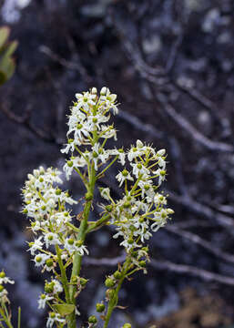 Milligania stylosa (F. Muell. ex Hook. fil.) F. Muell. ex Benth.的圖片