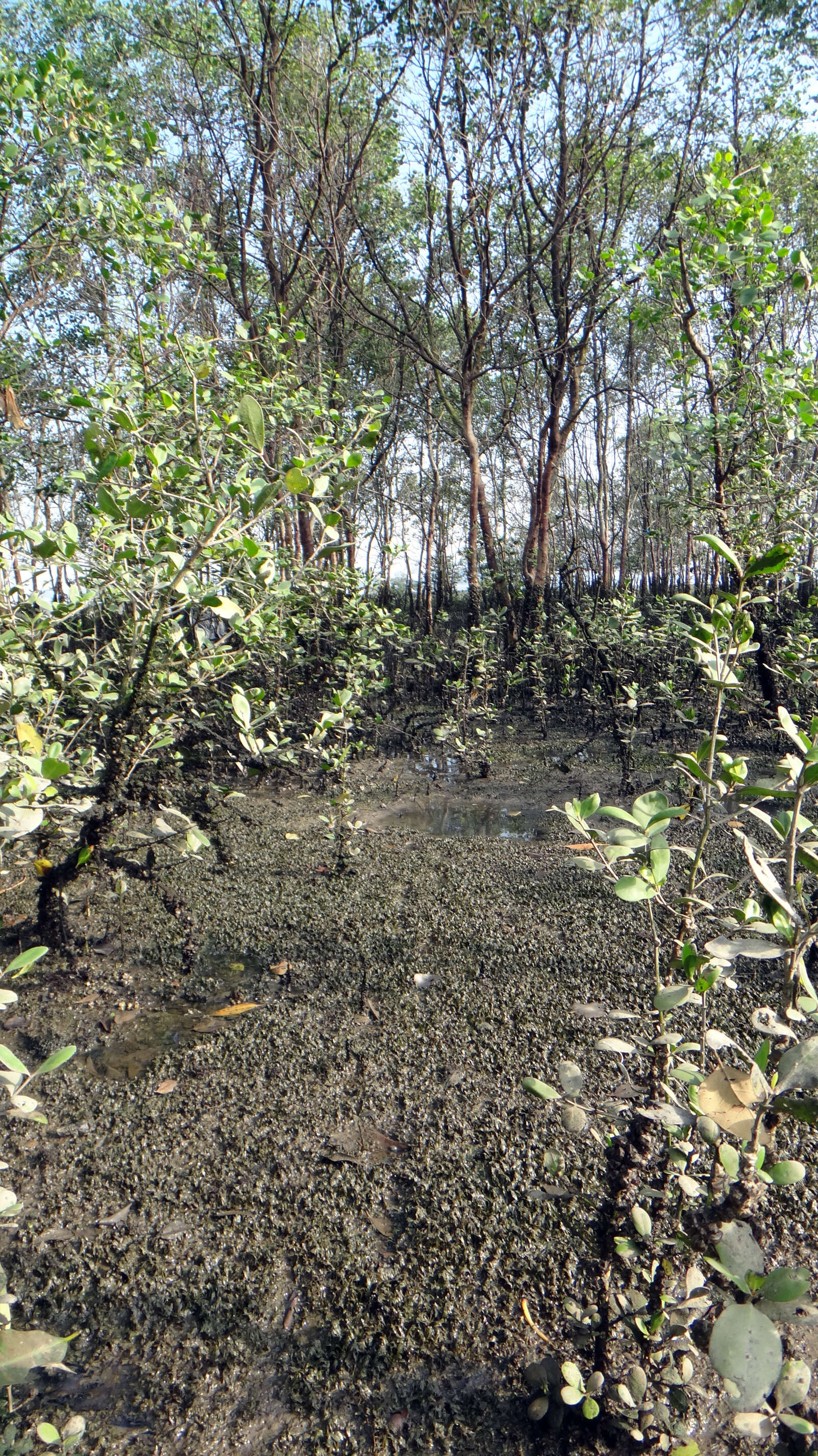 Image of seagrass