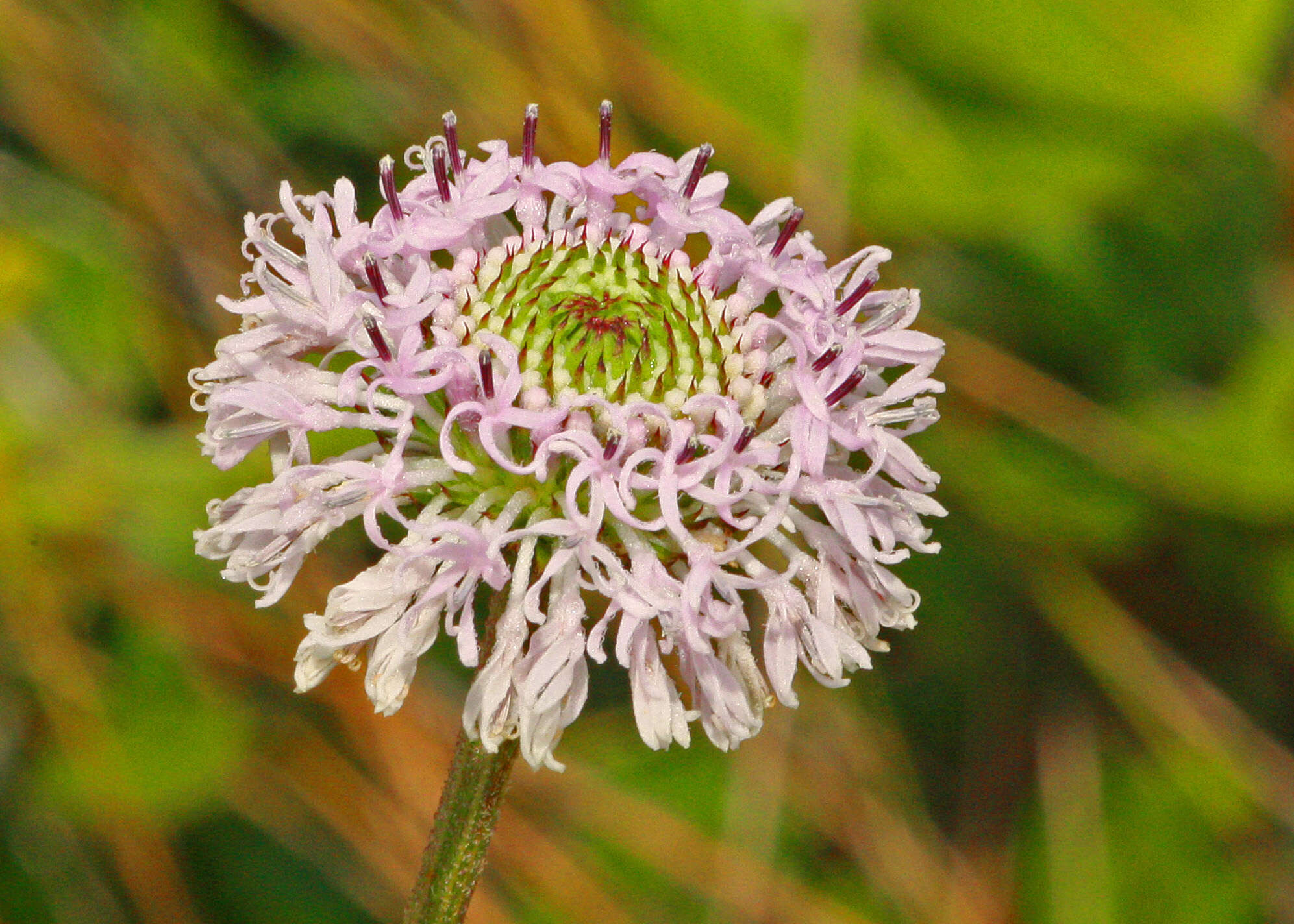 Image of grassleaf Barbara's buttons