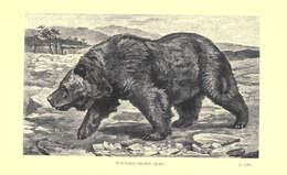 Image of Brown Bear