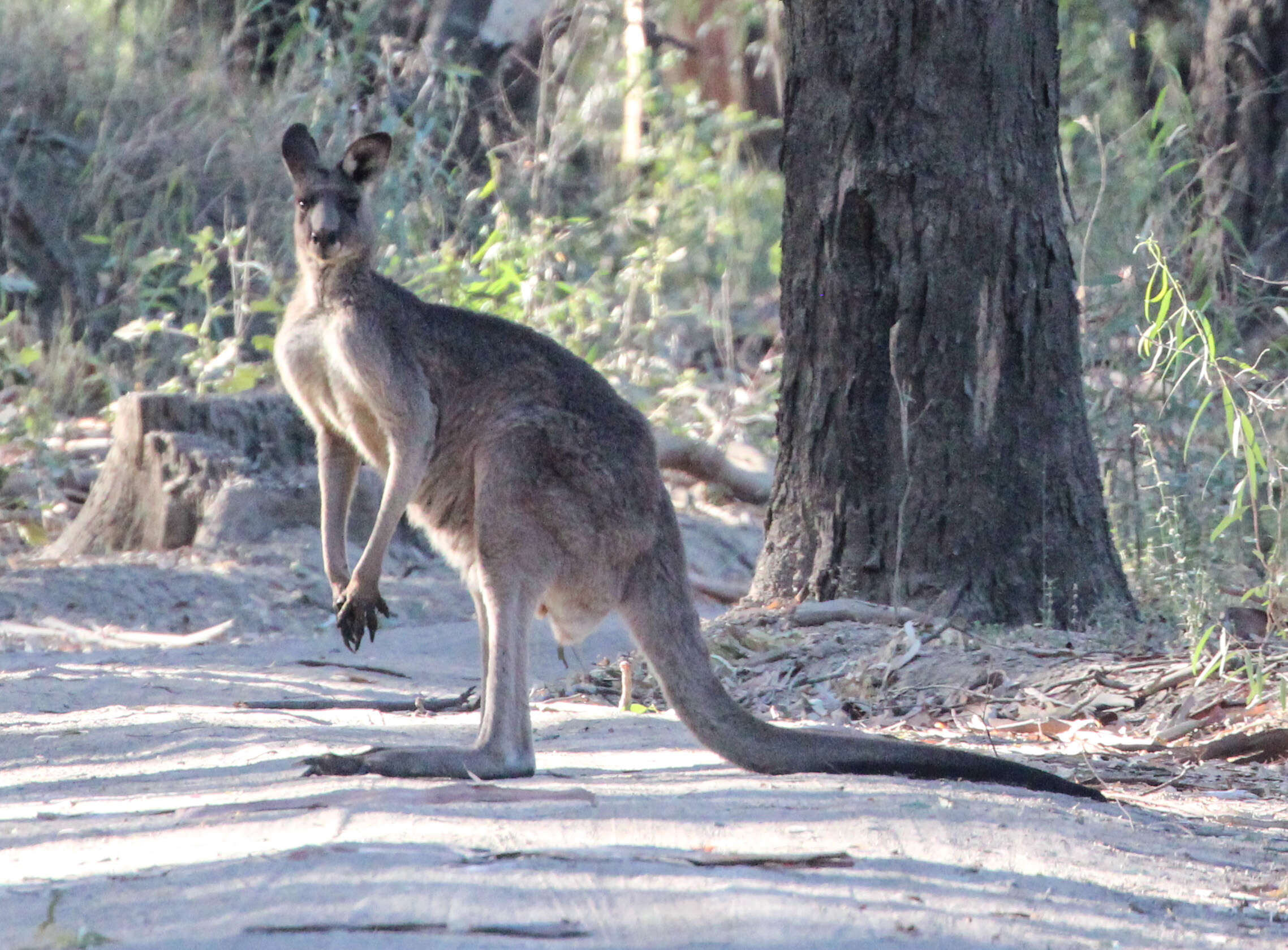 Image of Macropus giganteus giganteus Shaw 1790