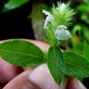 Image of Justicia procumbens L.