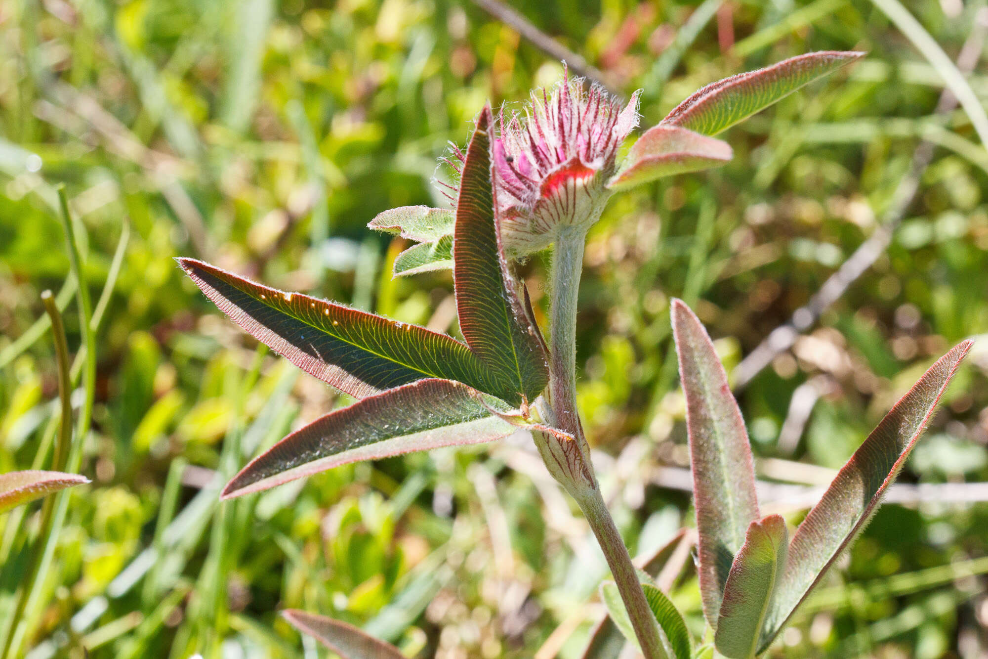 Image of owl-head clover