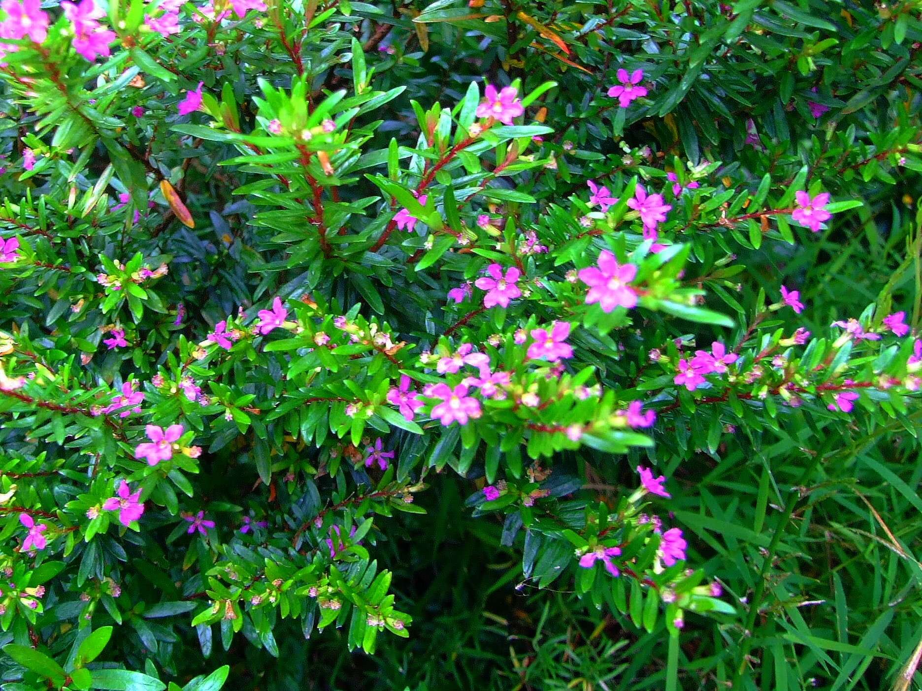 Image of loosestrife family