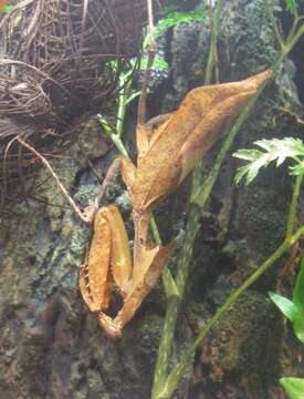 Image of Dead Leaf Mantises