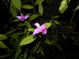 Image of Sobralia labiata Warsz. & Rchb. fil.