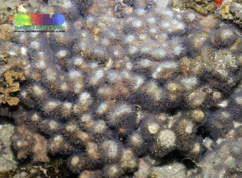 Image of blue coral and relatives