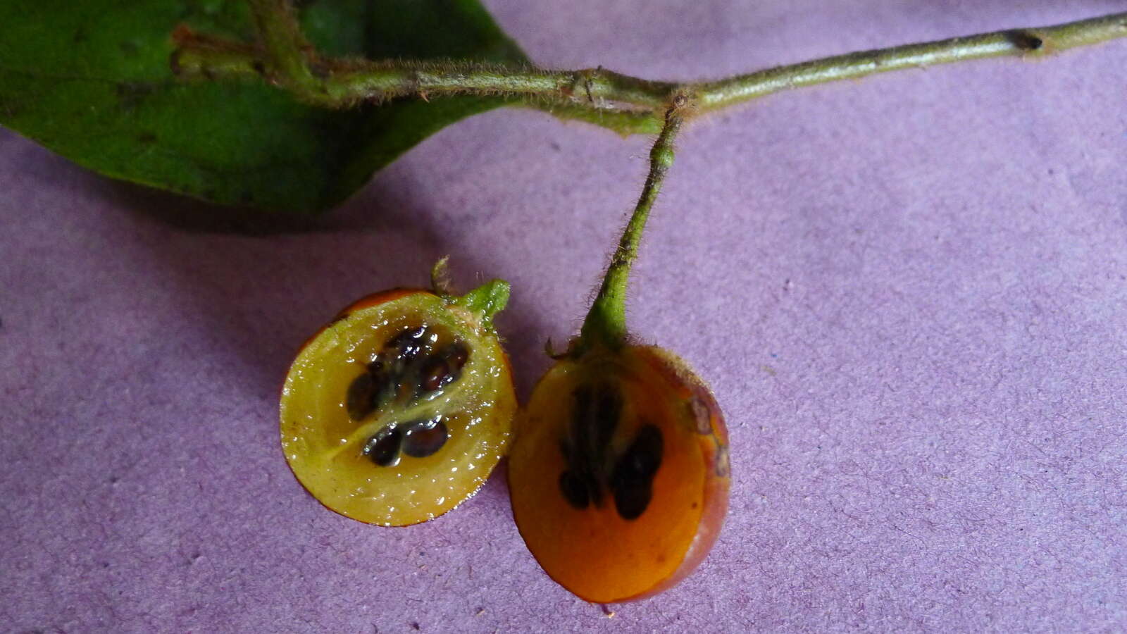 Слика од Solanum rupincola Sendtn.