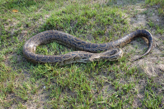 Image of Burmese python