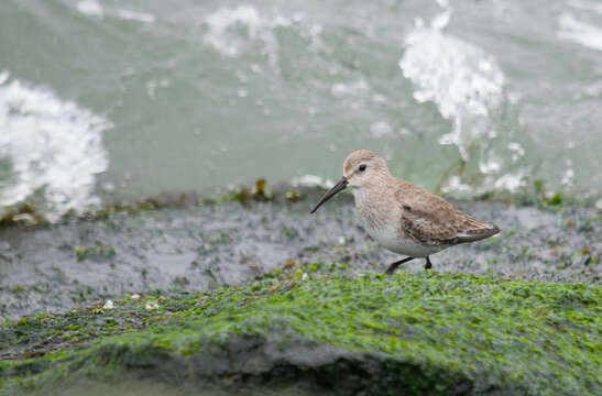 Image of Dunlin