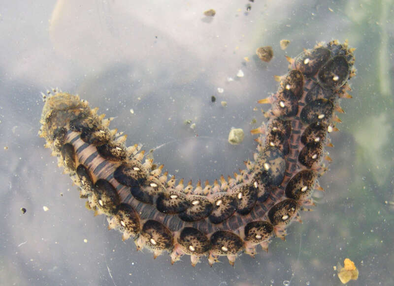 Image of polynoid scaleworms