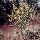 Слика од Acacia leiocalyx subsp. leiocalyx