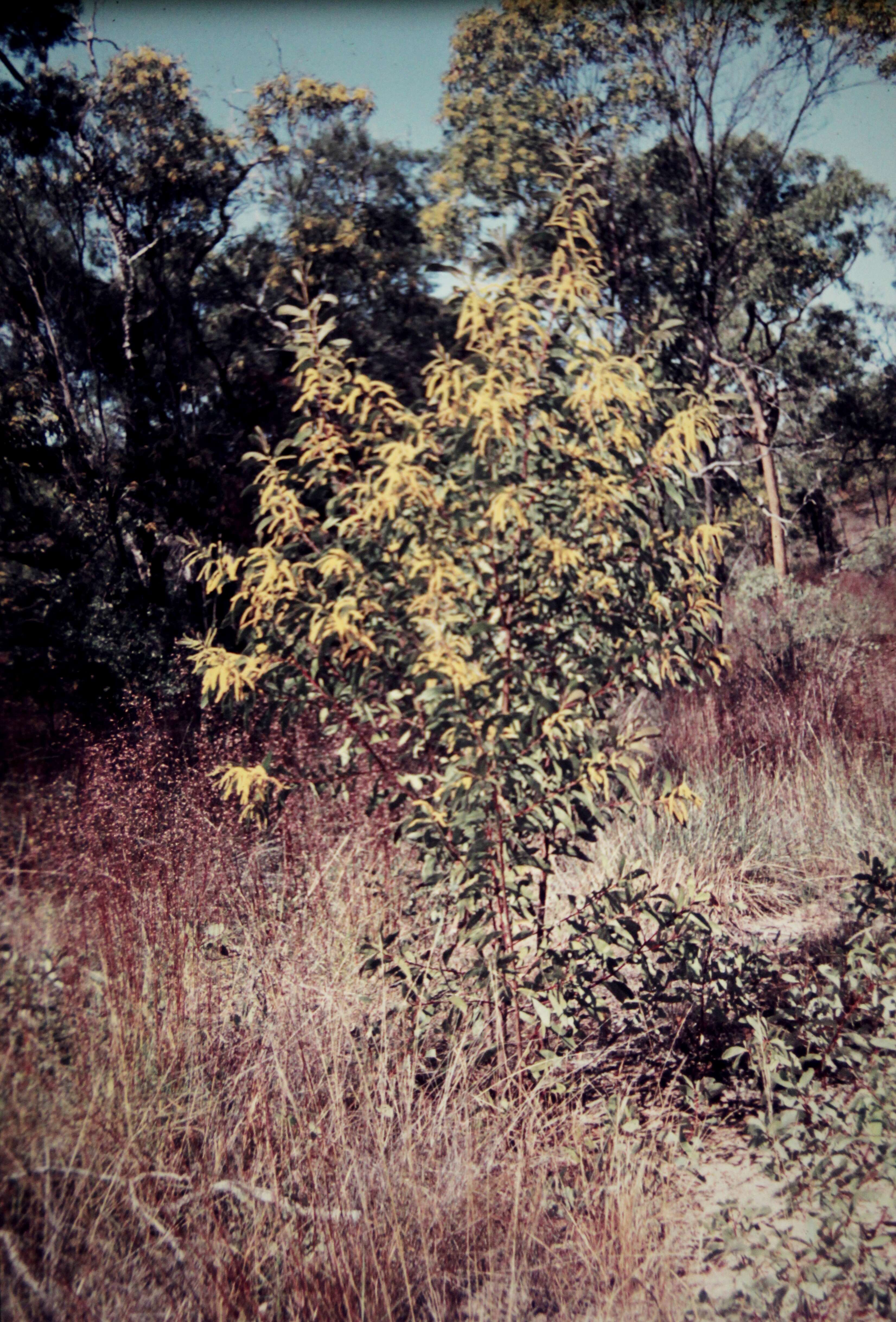 Image of Acacia leiocalyx (Domin) Pedley