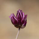 Image of Allium junceum subsp. junceum