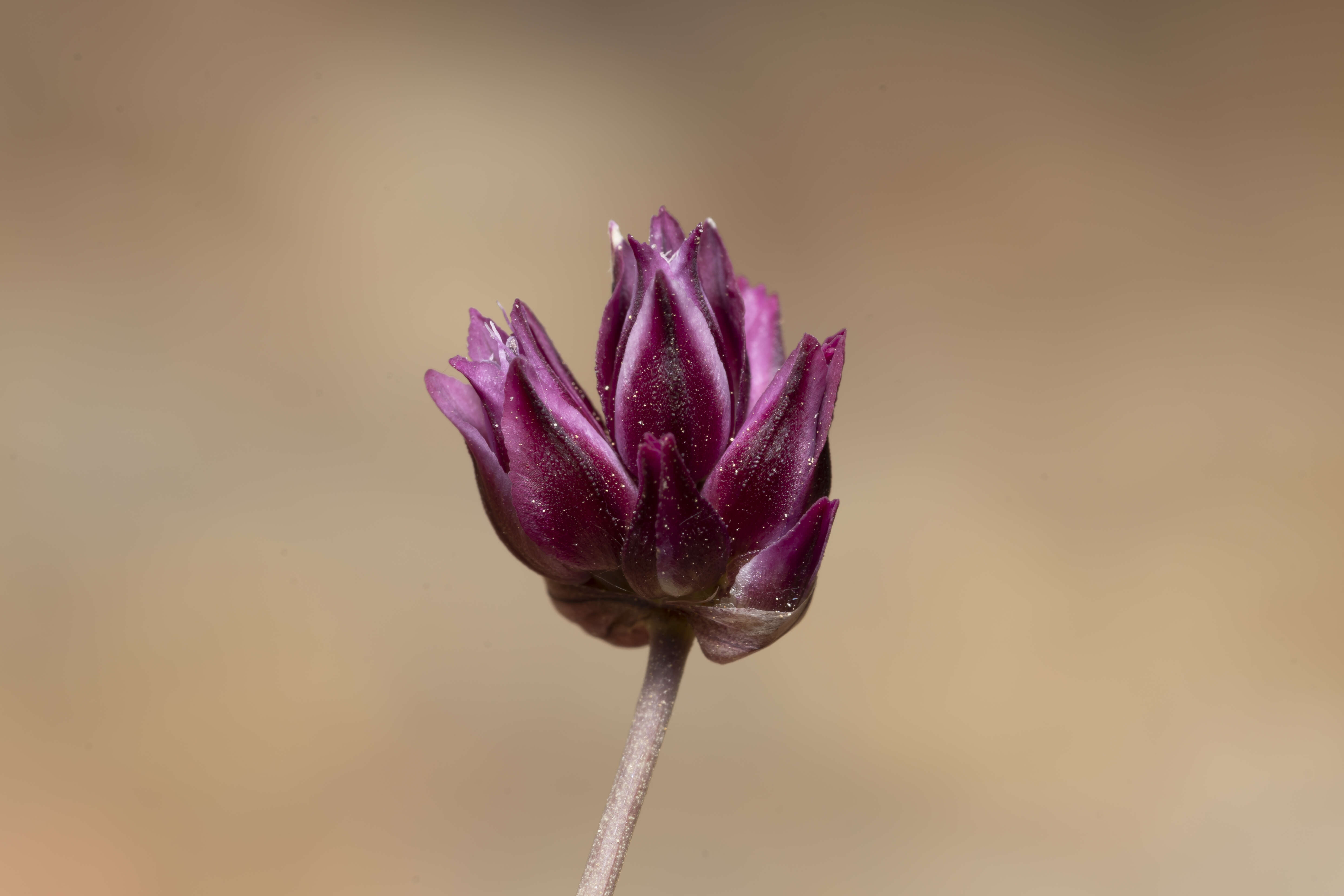 Image of Allium junceum Sm.