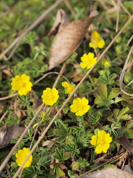 Image of Potentilla incana Gaertn. Mey. & Scherb.