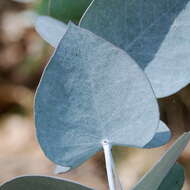 Imagem de Eucalyptus risdonii Hook. fil.