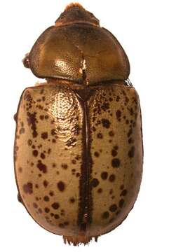 Image of Eastern Hercules Beetle