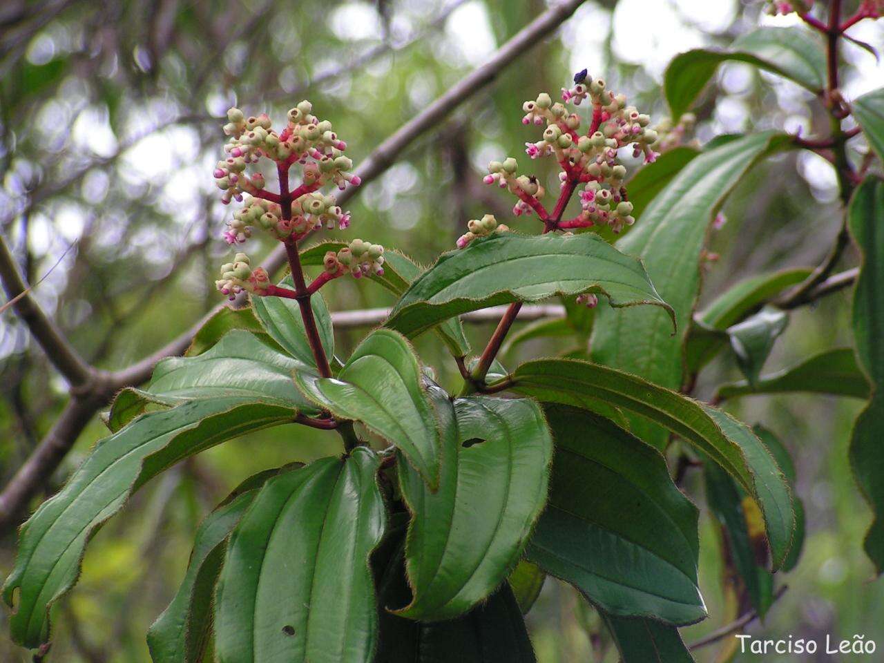 Imagem de Miconia ciliata (L. Rich.) DC.