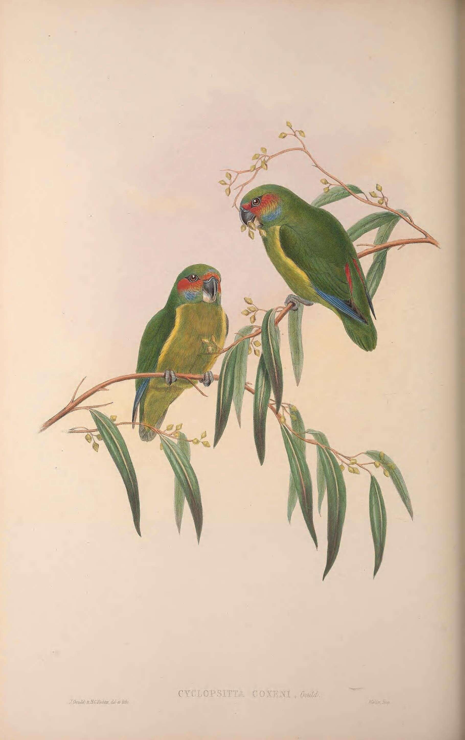 Image of Coxen's Blue-browed Fig Parrot