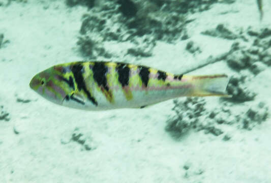 Image of Parrotfish