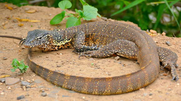 Image of Lace Monitor