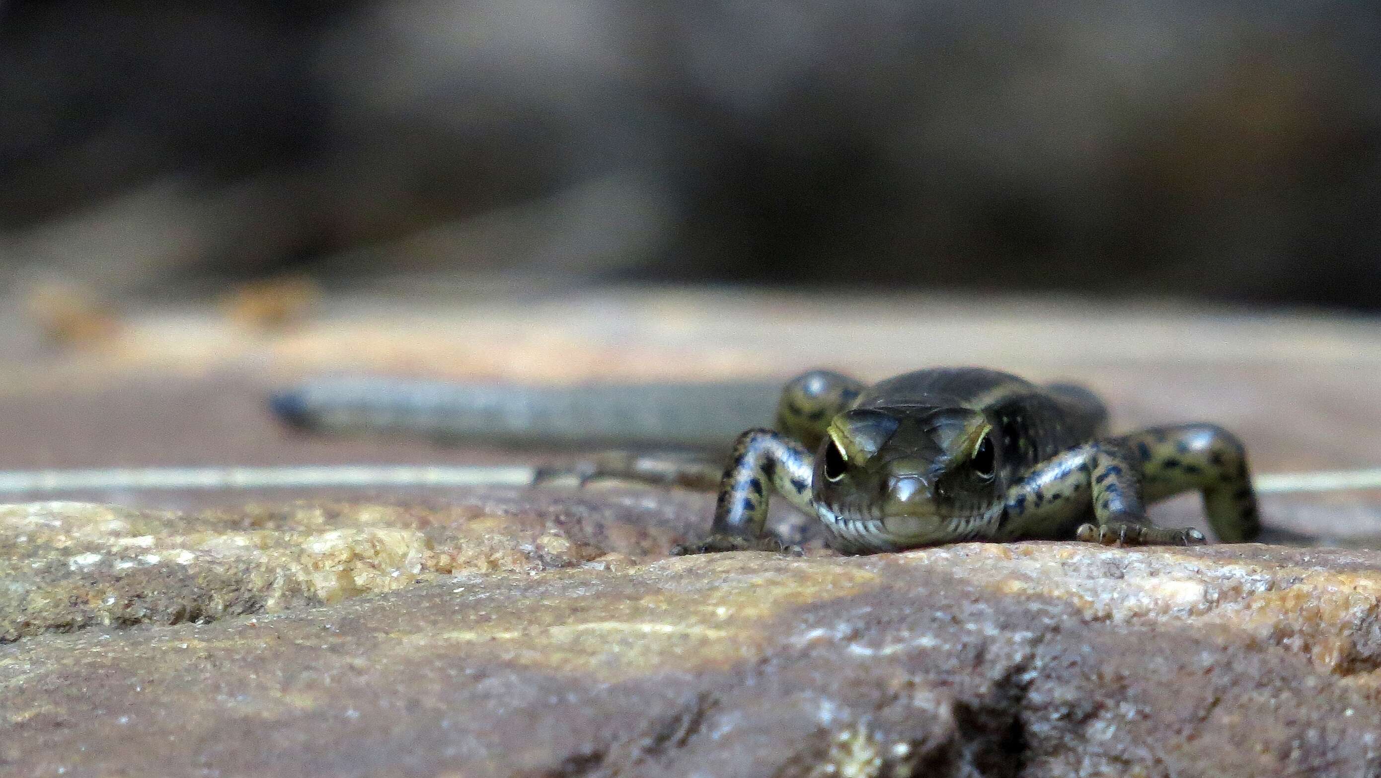 Image of water skink