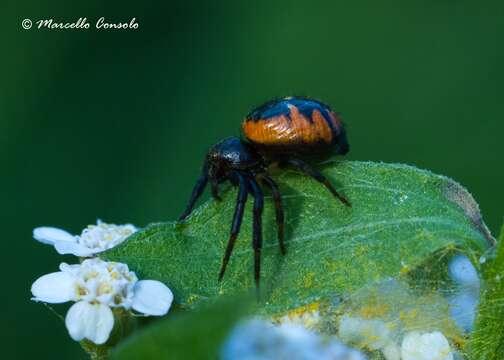 صورة Synema globosum (Fabricius 1775)