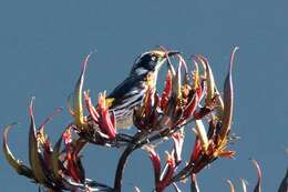 Image of New Holland Honeyeater