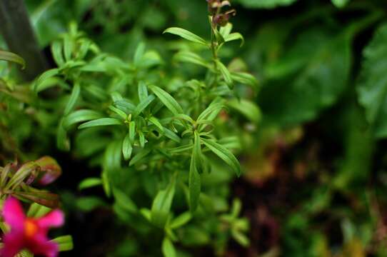 Image of garden snapdragon