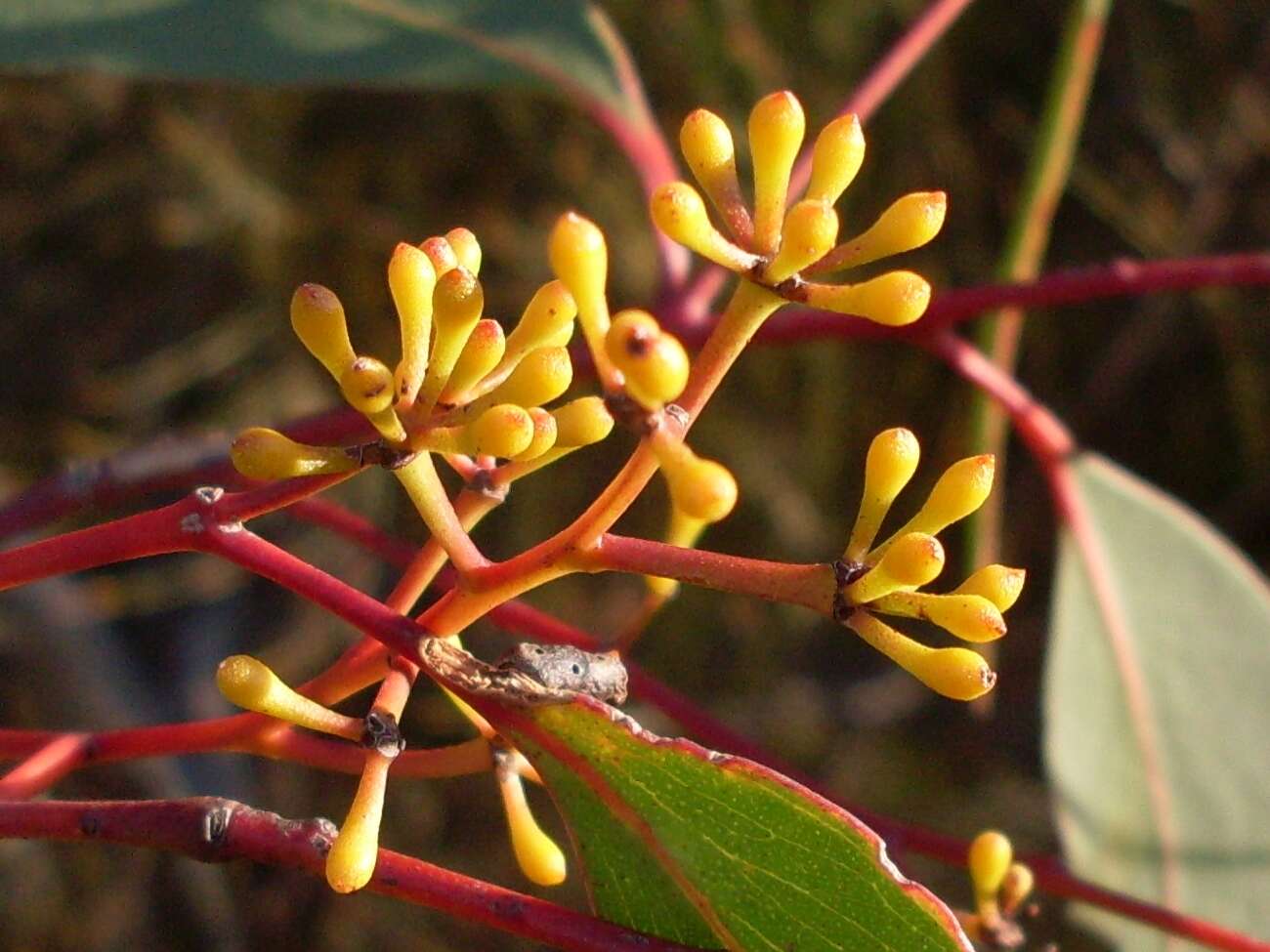 Image of scribbly gum