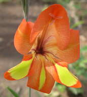 Image of Gladiolus decoratus Baker