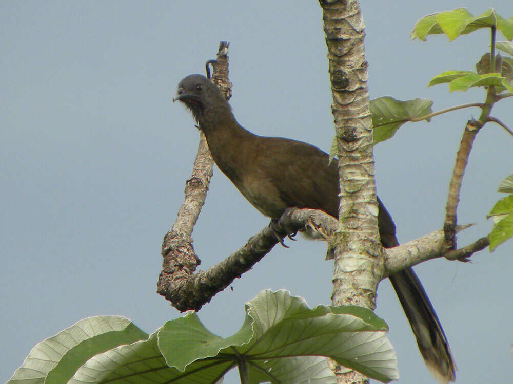 Image of Gray-headed Chachalaca