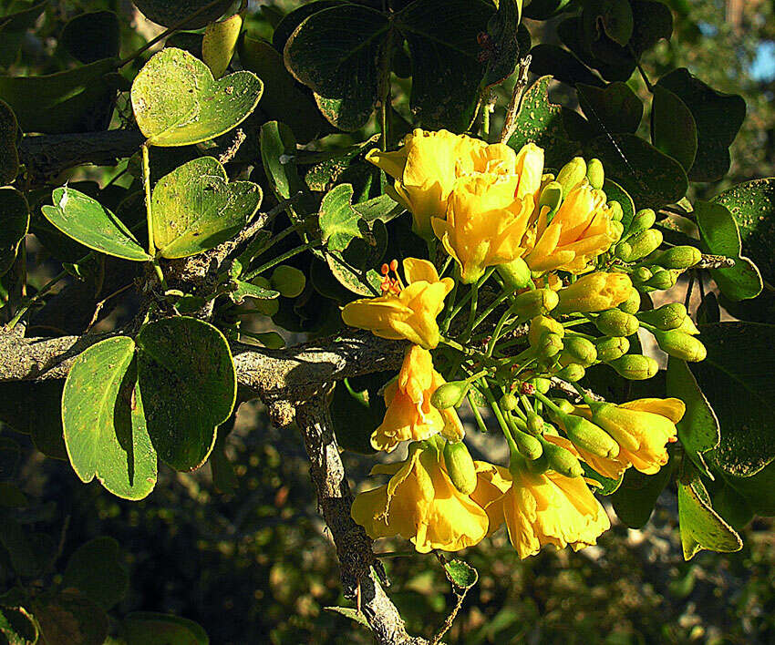 Image of haematoxylum