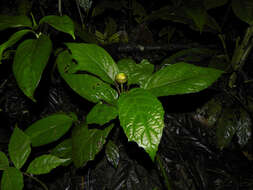 Image of Dorstenia choconiana S. Wats.