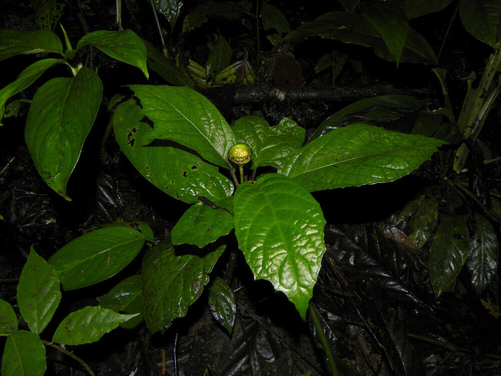 Image of Dorstenia choconiana S. Wats.