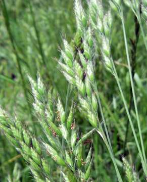 Image of soft brome