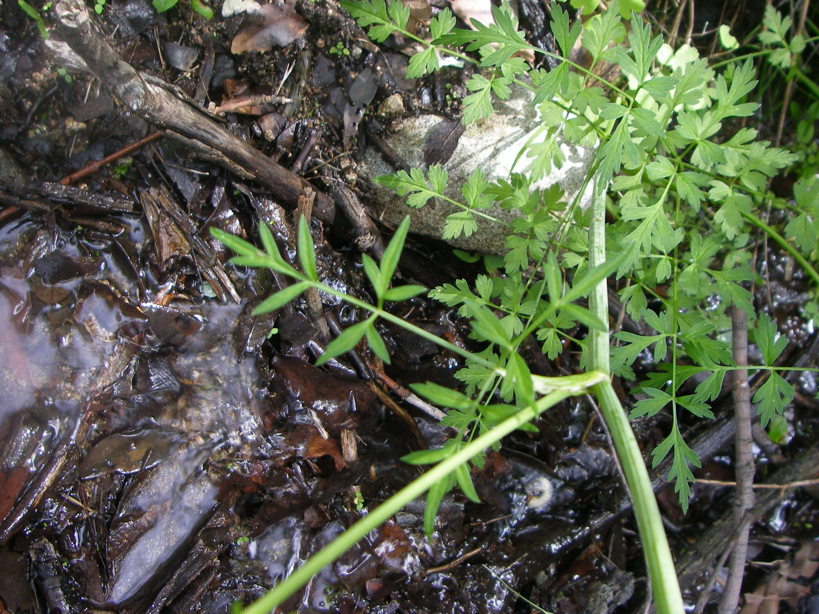 Image of hemlockparsley