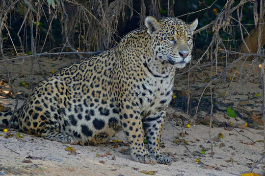 Image of big cats