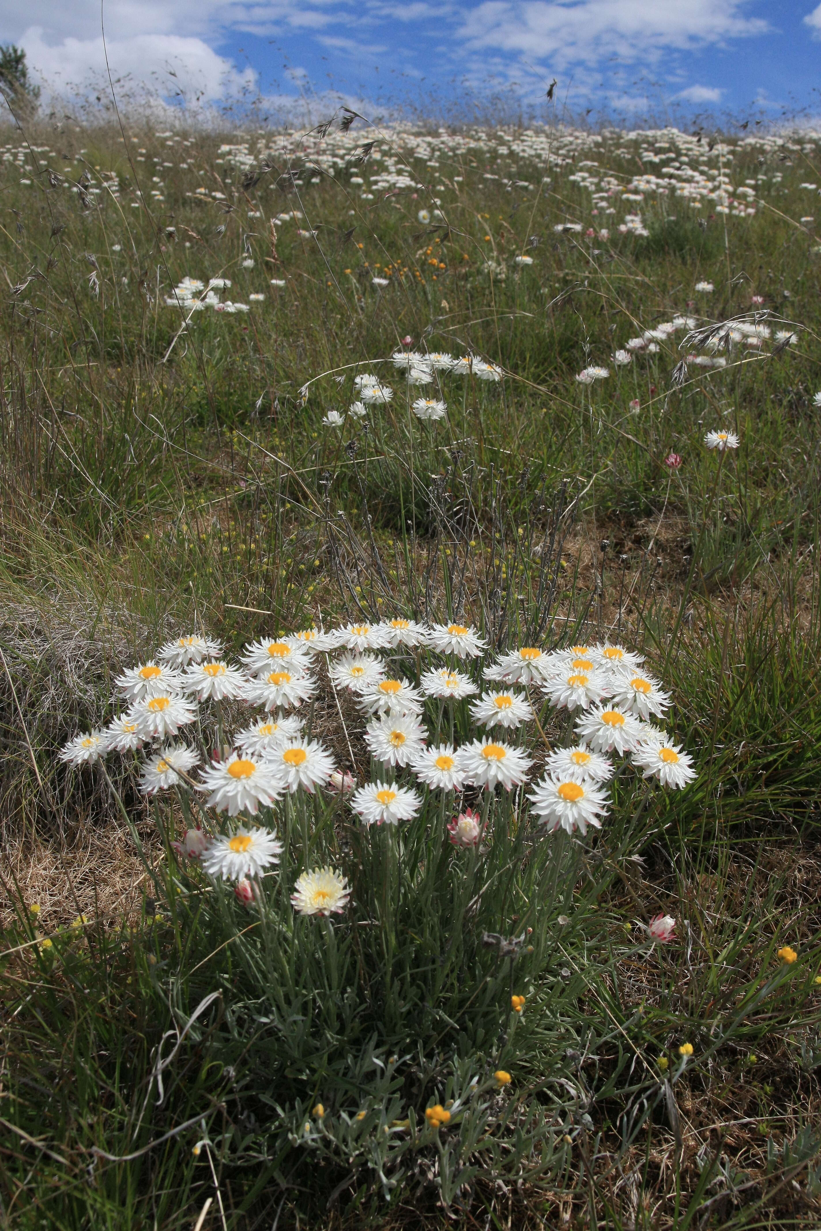 Image of Leucochrysum