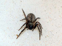 Image of desid spiders