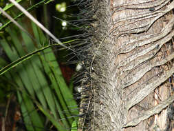 Image of bactris palm