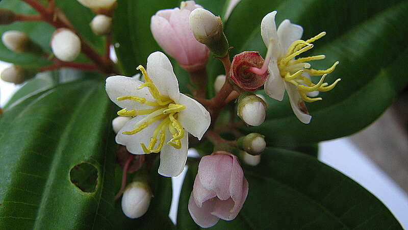 Image of Miconia jucunda (DC.) Triana