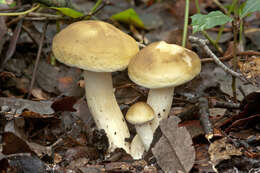 Image of soap tricholoma