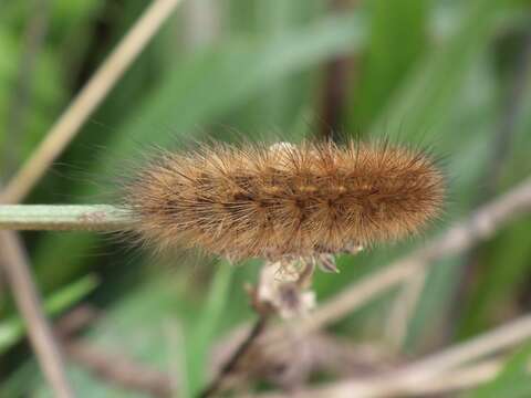 صورة Phragmatobia Stephens 1828