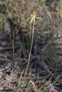 Image of Fawn spider orchid