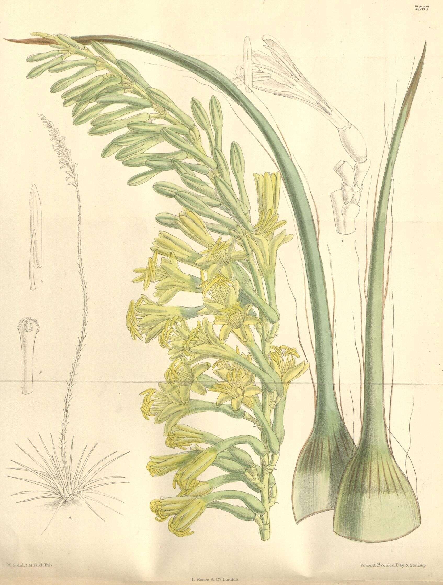 Image of Schott's century plant
