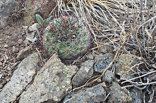 Image of pincushion cactus